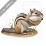 Eastern Chipmunk stock image