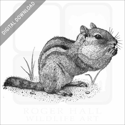 Eastern Chipmunk