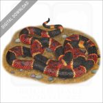 Eastern Coral Snake stock image