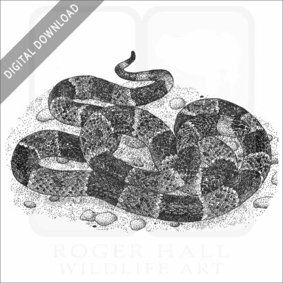 Eastern Coral Snake