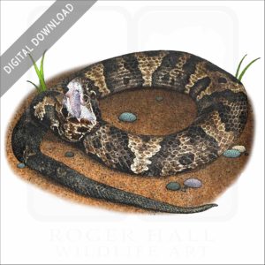 Cottonmouth stock image