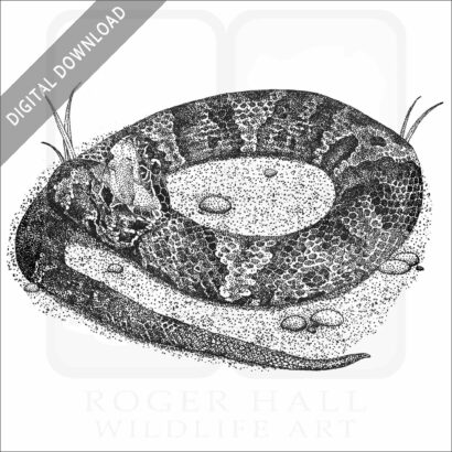 Cottonmouth
