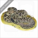 Eastern Diamondback Rattlesnake stock image