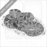 Eastern Diamondback Rattlesnake
