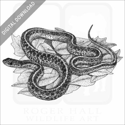 Common Garter Snake