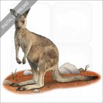 Eastern Gray Kangaroo stock image