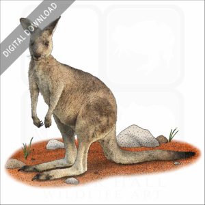Eastern Gray Kangaroo stock image