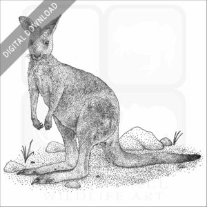 Eastern Gray Kangaroo