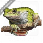 Eastern Gray Treefrog stock image