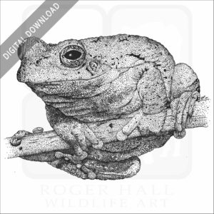 Eastern Gray Treefrog