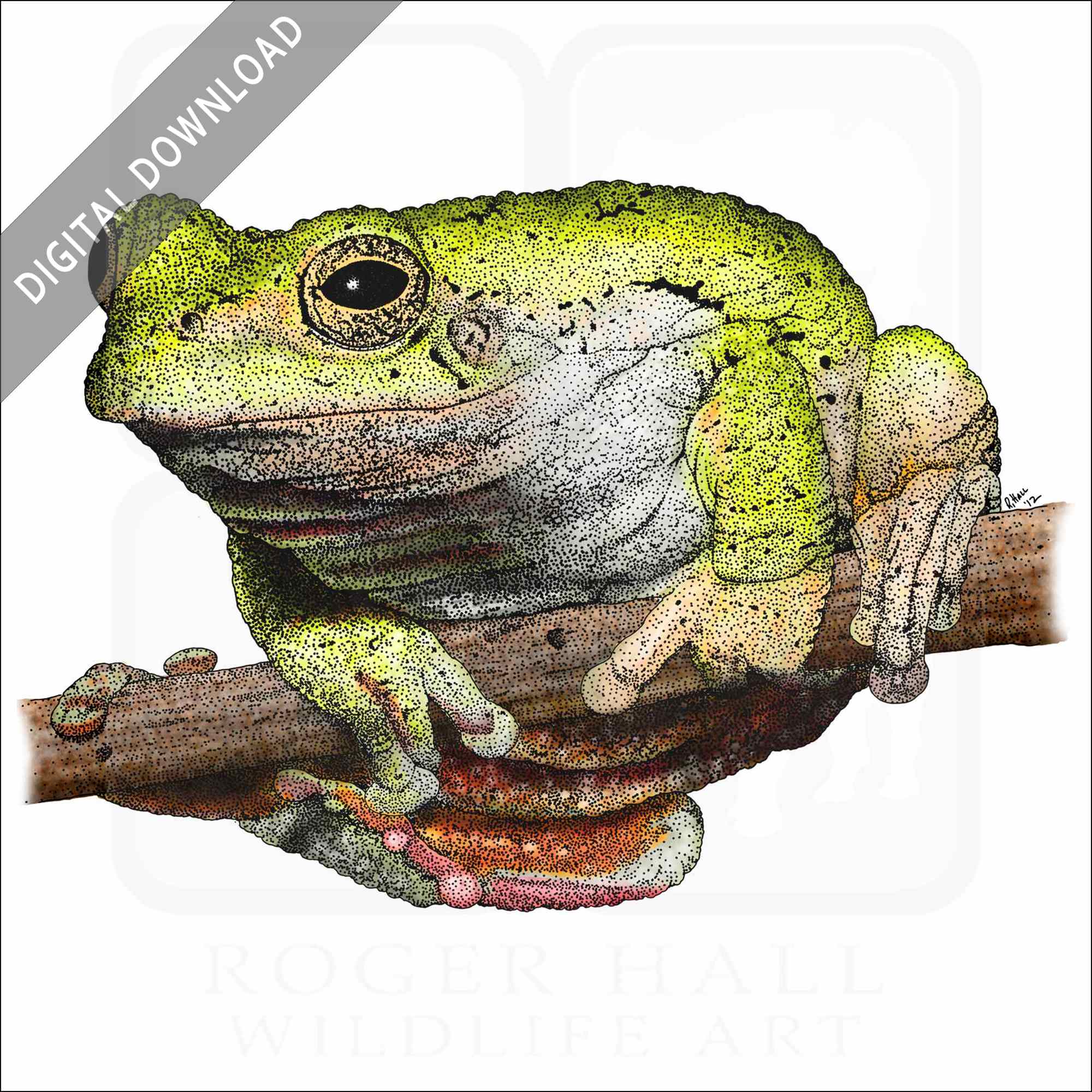 Eastern Gray Treefrog Eastern Gray Treefrog stock image