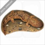 Eastern Hellbender stock image