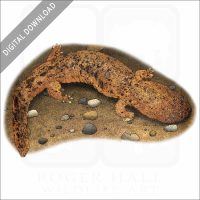 Eastern Hellbender stock image