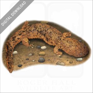 Eastern Hellbender stock image
