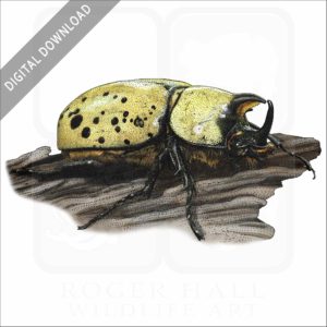 Eastern Hercules Beetle stock image