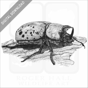 Eastern Hercules Beetle