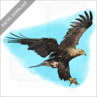 Eastern Imperial Eagle Stock image