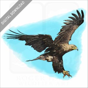Eastern Imperial Eagle Stock image