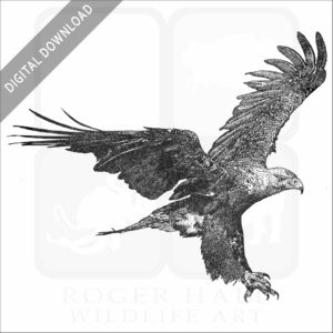 Eastern Imperial Eagle