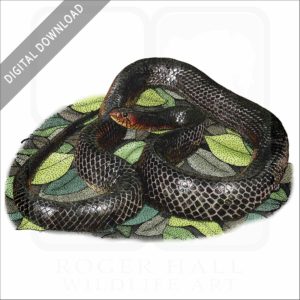 Eastern Indigo Snake stock image