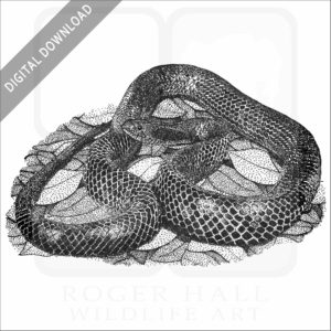 Eastern Indigo Snake