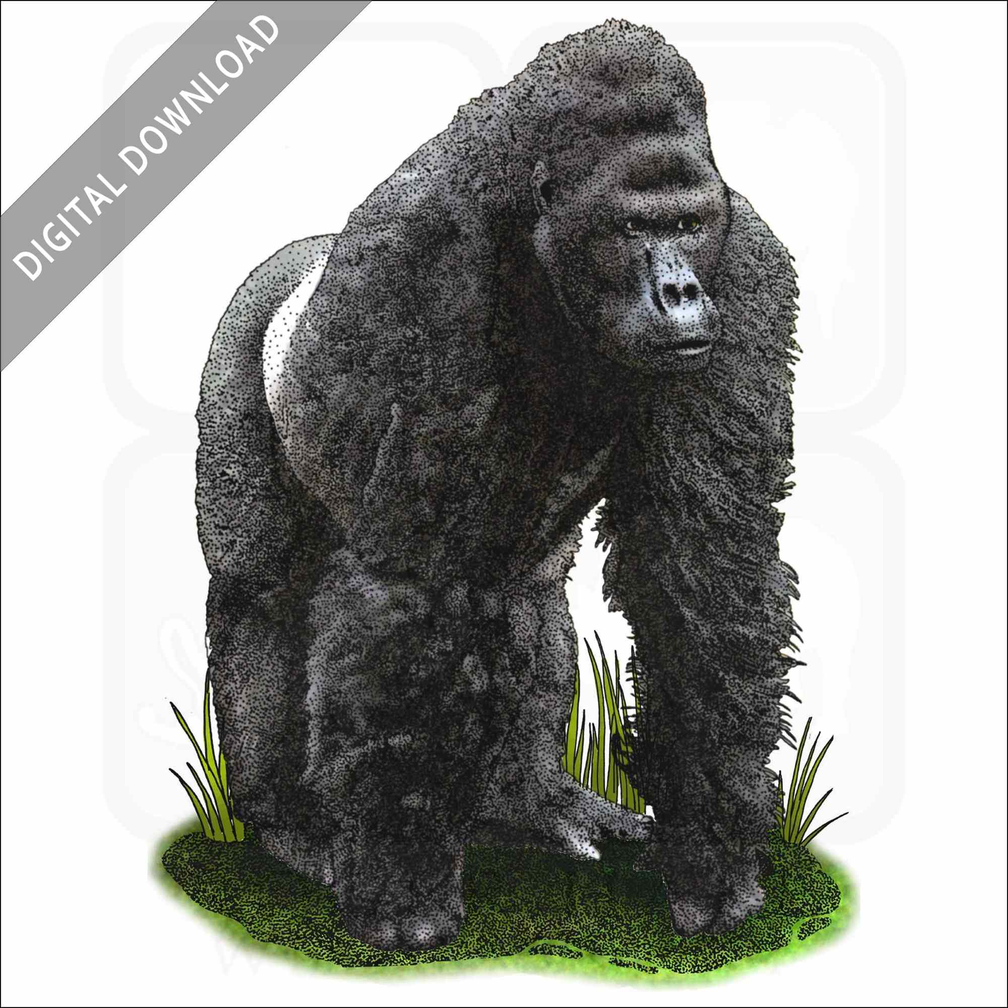 Eastern Lowland Gorilla Eastern Lowland Gorilla stock image