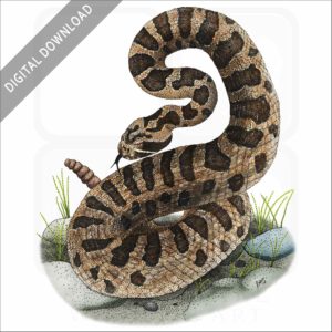 Eastern Massasauga stock image