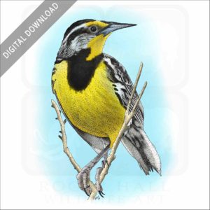 Eastern Meadowlark stock image