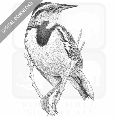 Eastern Meadowlark