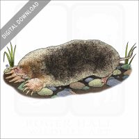 Eastern Mole stock image
