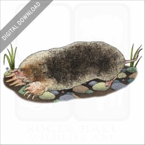 Eastern Mole stock image
