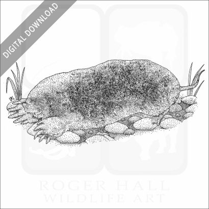 Eastern Mole
