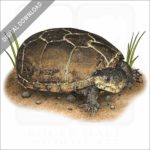 Eastern Mud Turtle stock image