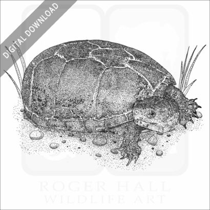 Eastern Mud Turtle.