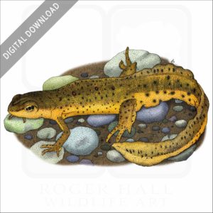 Eastern Newt stock image