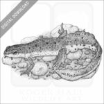 Eastern Newt