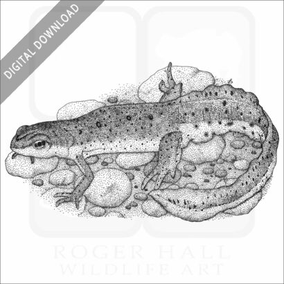 Eastern Newt