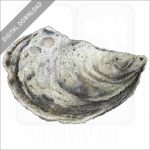 Eastern Oyster stock image