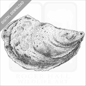 Eastern Oyster