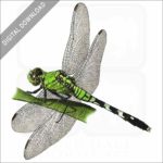 Eastern Pondhawk Dragonfly stock image