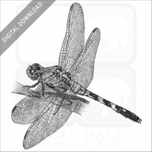 Eastern Pondhawk Dragonfly