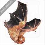 Eastern Red Bat stock image