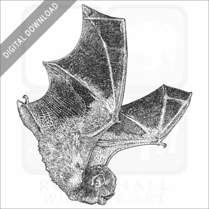 Eastern Red Bat