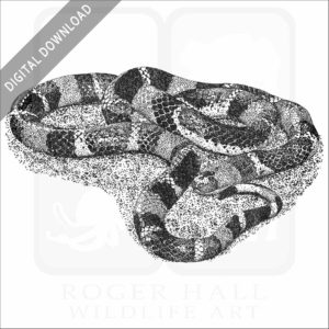 South American Coral Snake