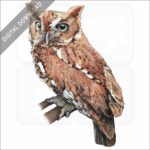Eastern Screech Owl stock image