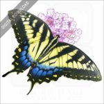 Eastern Tiger Swallowtail stock image