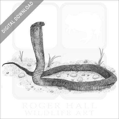 Egyptian Cobra