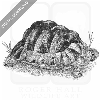Egyptian Tortoise