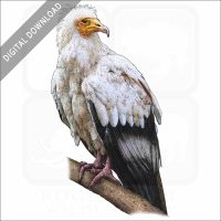 Egyptian Vulture stock image