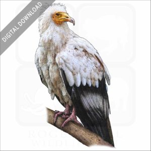 Egyptian Vulture stock image